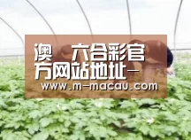种植基地三