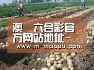 种植基地八